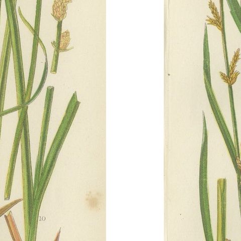 Hart’s Tongue and Scaly Spleenwort Ferns, Hand-Colored Botanical Prints, 1873, close-up 2