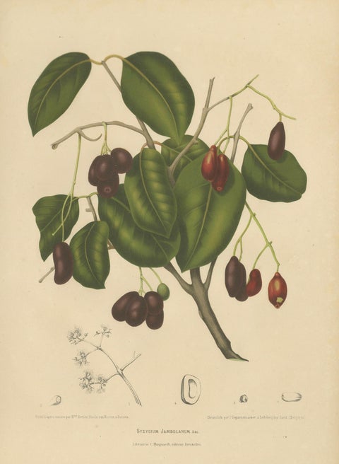 Antique Java Plum Botanical Chromolithograph by Hoola van Nooten, c. 1880, close-up 1