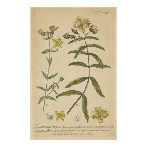Exquisite 1755 St. John's Wort Botanical Engraving by Philip Miller