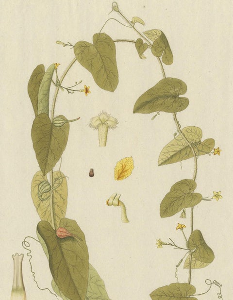 Antique Botany Print of a Trichosanthes Species by Von Jacquin, circa 1781, view 3