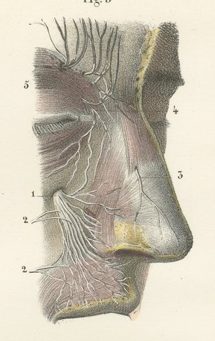 Vessels and Olfactory Nerves of the Nose, Antique Hirschfeld Anatomy Print, 1866, view 5