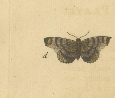 English Moths on Rowan & Hawthorn, Hand-Colored Insect Engraving, Albin 1720, view 6