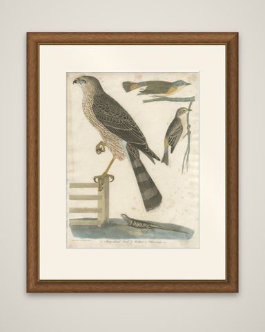 Antique Bird Print of the Red-Shinned Hawk, Redstart and a Warbler 'c.1820', shown framed