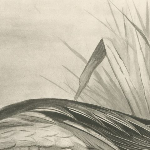 Drake on the Water, Antique Bird Print after Lilian Medland, circa 1909, close-up 2