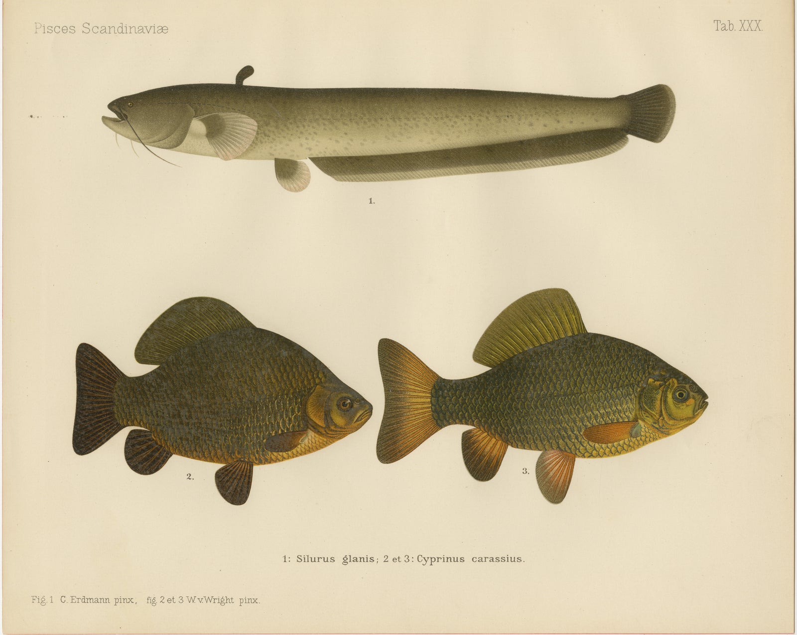 Wels Catfish and Crucian Carp - Iconic Scandinavian Freshwater Fish Lithograph