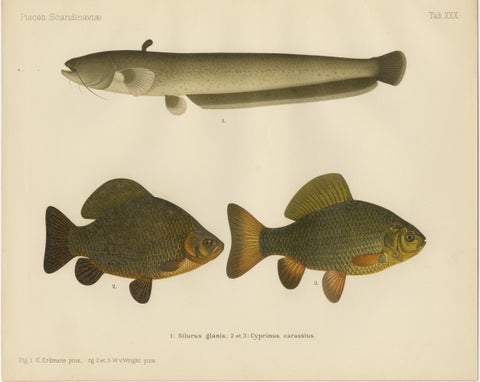 Wels Catfish and Crucian Carp - Iconic Scandinavian Freshwater Fish Lithograph