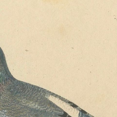 Franz Sturm's 1830 Illustration of the Adult Male Rock Dove (Columba livia), close-up 4