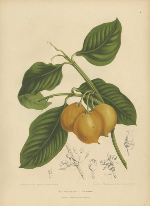 Original Antique Botanical Chromolithograph of False Mangosteen, c.1880, close-up 5