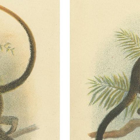Set of 4 Antique Prints of Guenon Monkey Species by Lloyd, 'circa 1894', close-up 1