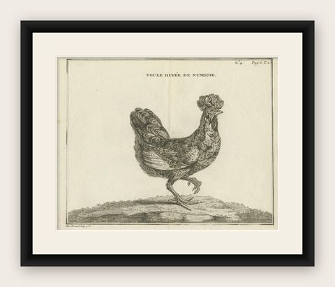 Antique Bird Print of a Numidia Hen by Fessard, 1819, shown framed