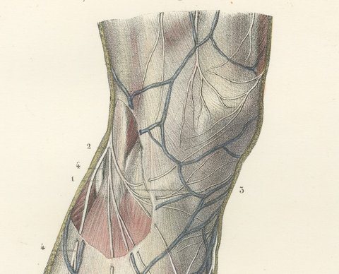 Nerves of the Leg and Foot, Antique Hirschfeld Anatomy Print, 1866, view 3
