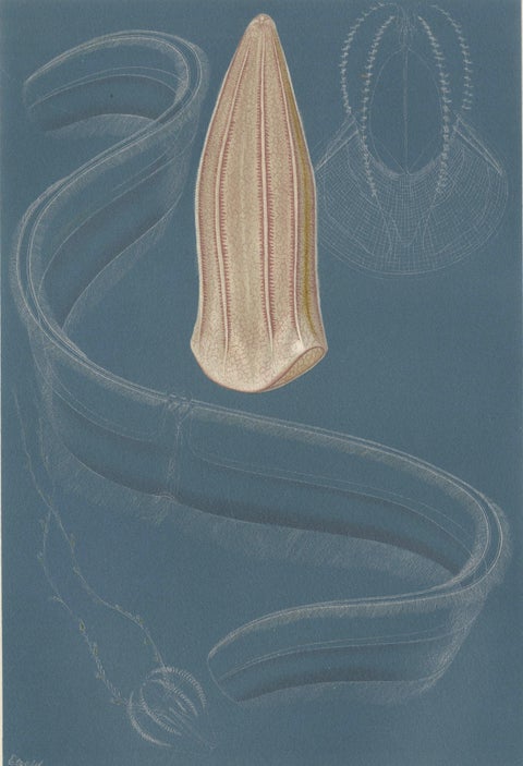 Ctenophores (Comb Jellies), Marine Invertebrates, Royal Natural History, 1896, close-up 4