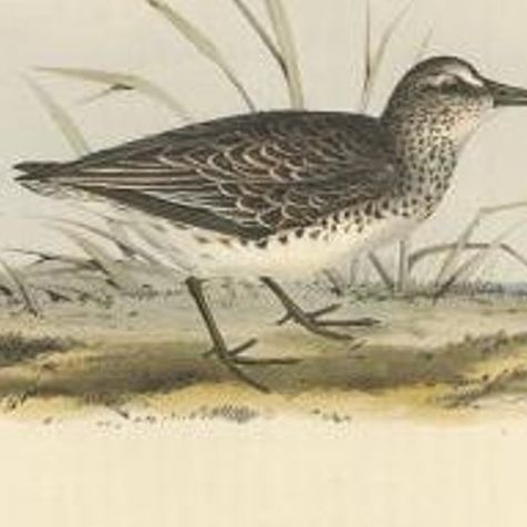 Antique Bird Print of the Broad-Billed Sandpiper by Gould, 1832, close-up 1