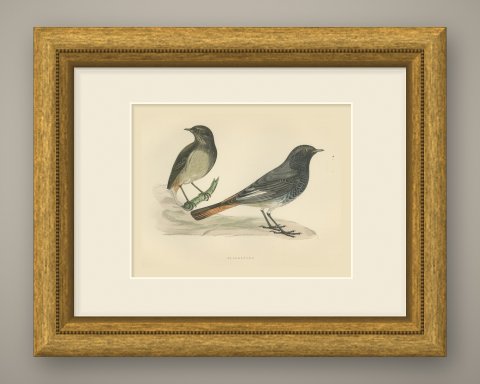 Blackstart or Black Redstart Pair on a Rock, Hand Colored Print, 1896, shown framed
