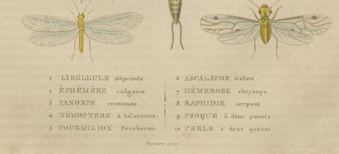 A Study of Winged Insects: An Entomological Collection from the 18th Century, close-up 4