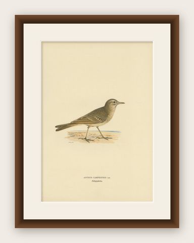 Antique Bird Print of the Tawny Pipit by Von Wright '1927', shown framed
