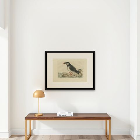 Alca arctica, Antique Atlantic Puffin Print by Nozeman & Sepp, 1809, shown framed on a wall
