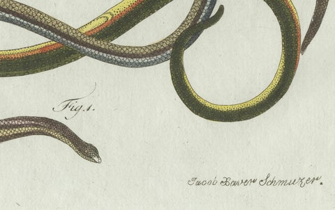 Original Antique Print of Four Slow Worms and Legless Lizards by Bertuch, 1802, close-up 3