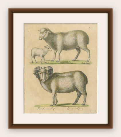 Spanish Sheep, Ewe, Lamb & Ram, Brodtmann Lithograph, 1816, shown framed