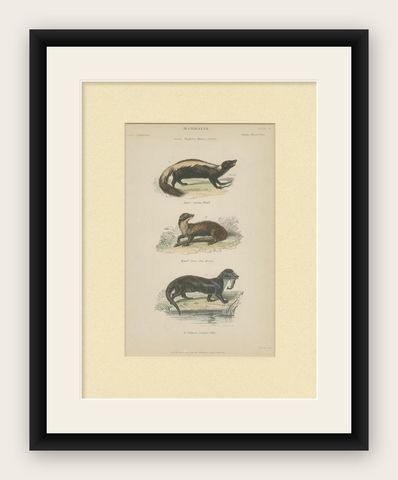 Pl. 10 Antique Print of a Skunk, Martin and Otter by Richardson 'circa 1860', shown framed