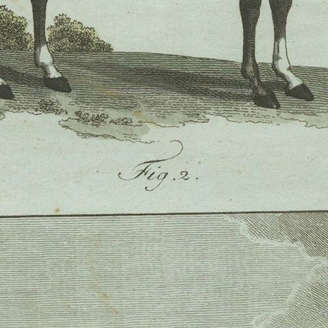 1802 Hand-Colored Print of English Racing Horse and Race Track Scene, close-up 4
