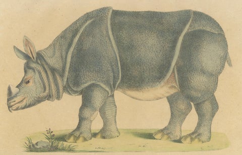 Indian Rhinoceros (Rhinoceros unicornis), Brodtmann Natural History Print, 1816, close-up 2