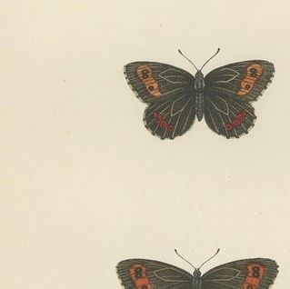 Victorian Era British Lepidoptera: A Hand-Colored Legacy, 1890, close-up 1