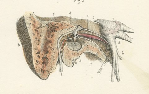 The Middle Ear and the Ossicles, Antique Hirschfeld Anatomy Print, 1866, view 5