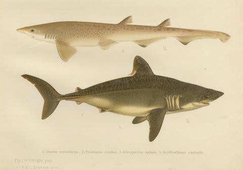 Magnificent Lithograph of Scandinavian Sharks from Pisces Scandinaviae, 1895, close-up 4