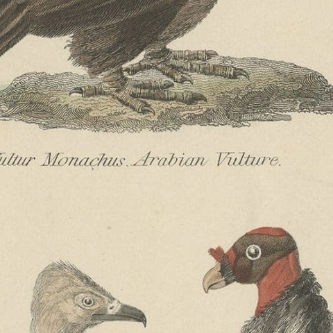 Old Bird Prints of The Arabian Vulture, Egyptian Vulture and King Vulture, c1860, close-up 3