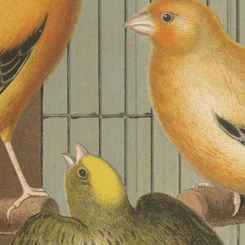 Antique Bird Print of the London Fancy Canaries, circa 1880, close-up 2