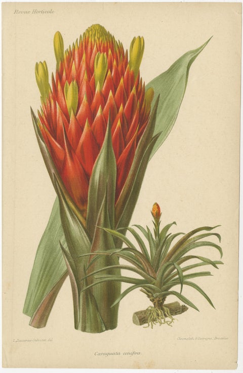 Original Vintage Botanical Illustrations from Revue Horticole, circa 1855, view 6