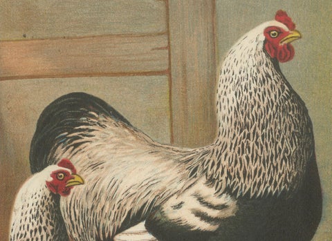 The Majestic Dark Brahma - A Rare 19th Century Poultry Lithograph, 1888, close-up 2