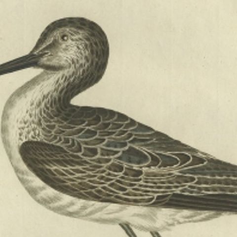 Antique Bird Print of the Green Sandpiper by Sepp & Nozeman, 1809, close-up 1