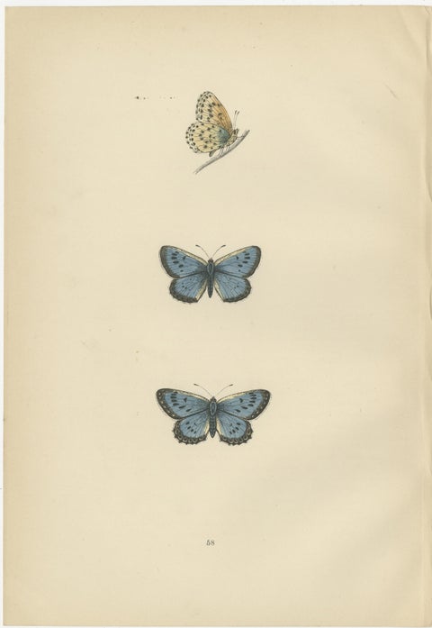 Winged Jewels of the Victorian Era: Hand-Colored Butterfly Masterpieces, 1890, view 2