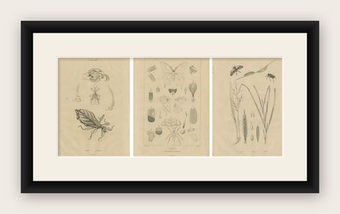 Set of 3 Antique Prints of Various Insects and Butterflies by Guerin, c.1835, shown framed