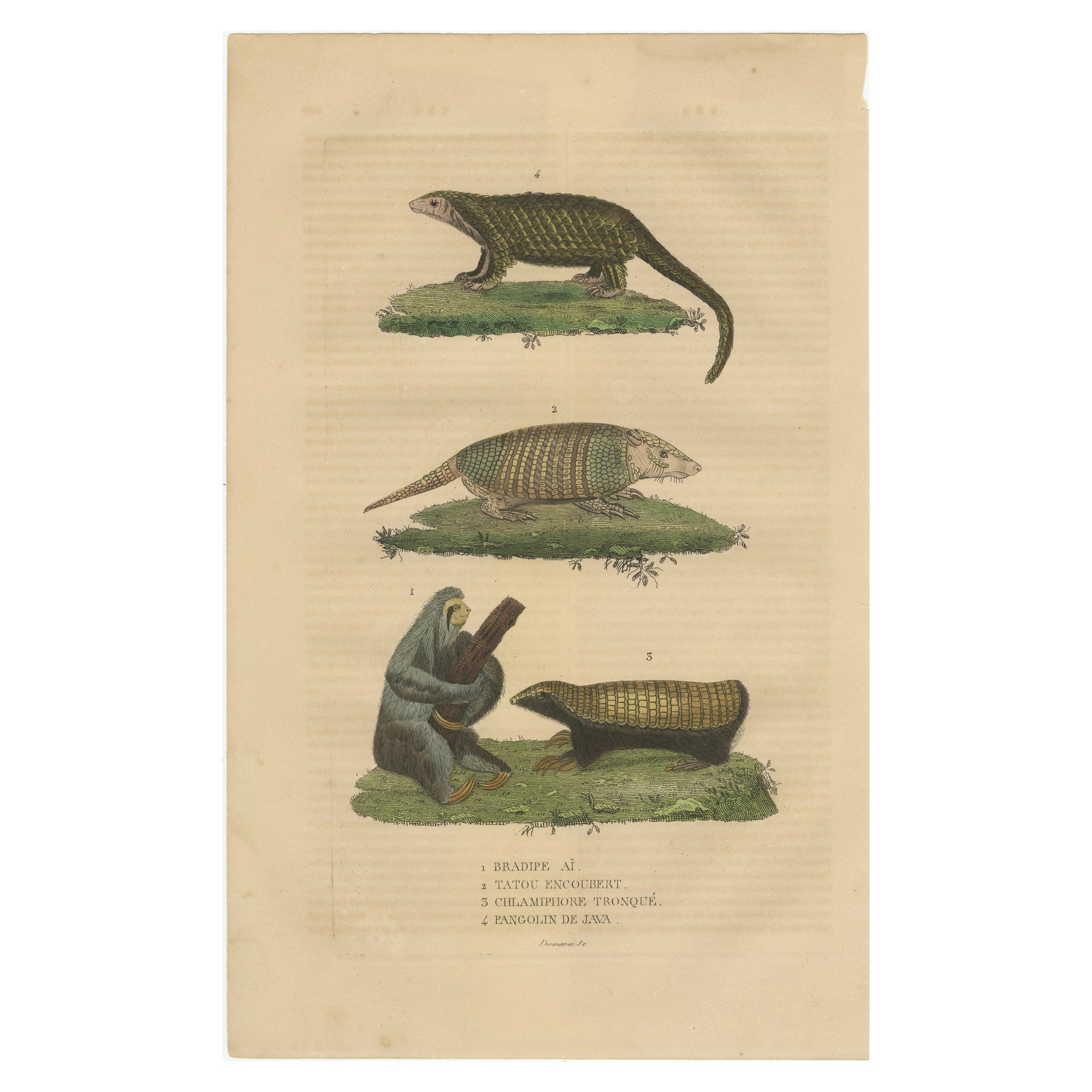 Antique Animal Engraving with Sloth, Armadillos and Pangolin, ca.1825
