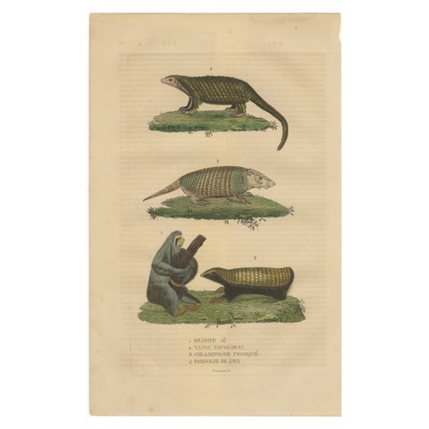 Antique Animal Engraving with Sloth, Armadillos and Pangolin, ca.1825