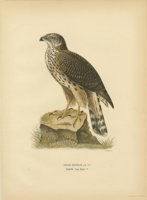 Scandinavian Birds of Prey Triptych, Svenska Fåglar Lithographs, 1929, view 3