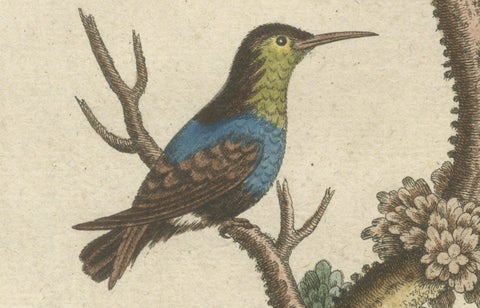 Hand-Colored Engraving of Hummingbirds and Dormouse by Seligmann, ca.1770, close-up 3
