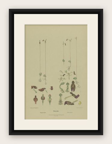 Antique Botany Print of the King-in-his-Carriage & Glossy-Leaved Hammer Orchid, shown framed