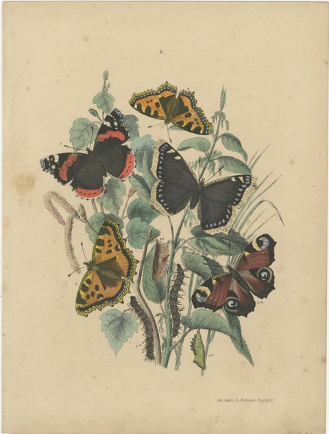 Exquisite 19th-Century Butterfly Lithographs: A Study of Exotic Lepidoptera, view 4