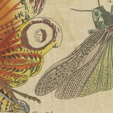Hercules Beetle and Lantern Fly, Antique Bertuch Print, Vienna, circa 1805, close-up 3