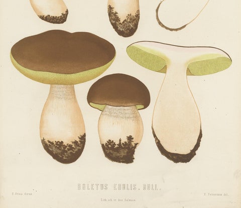 Antique Mycology Print of Boletus Edulis by E.M. Fries, circa 1860, view 3