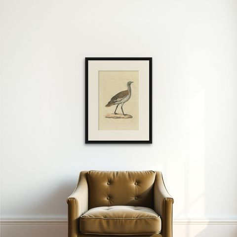 Antique Bird Print of the Great Bustard by Sepp & Nozeman, 1829, shown framed on a wall