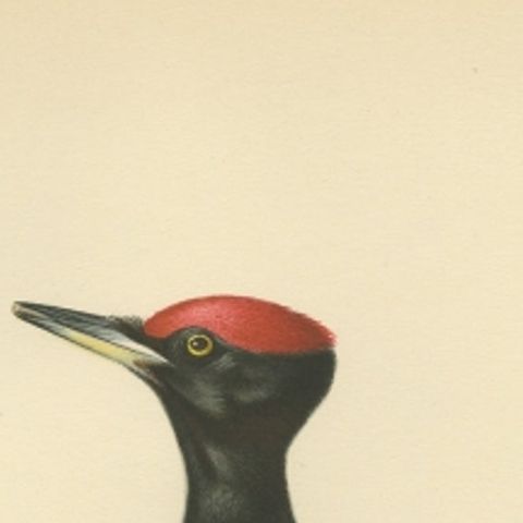 Antique Bird Print of the Male Black Woodpecker by Von Wright, 1927, close-up 1
