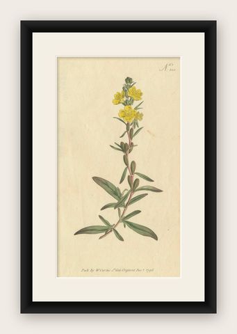 Botanical Engraving of Yellow Loosestrife (Lysimachia) - Rare 1796 Floral Print, shown framed
