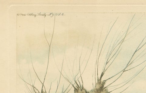 Vintage Hunting Dog Lithograph “Pointer & Mallard” by Paul Wood, New York, 1930, close-up 4