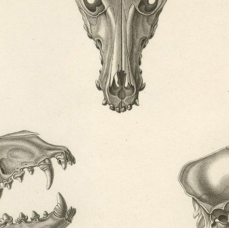 Rare Engraved Prints of Skulls of an Eskimo Dog and The Icelandic SheepDog, 1842, close-up 5