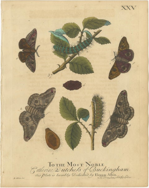 Antique English Moths with Oak Leaves, Hand-Colored Entomology Engravings 1720, view 2